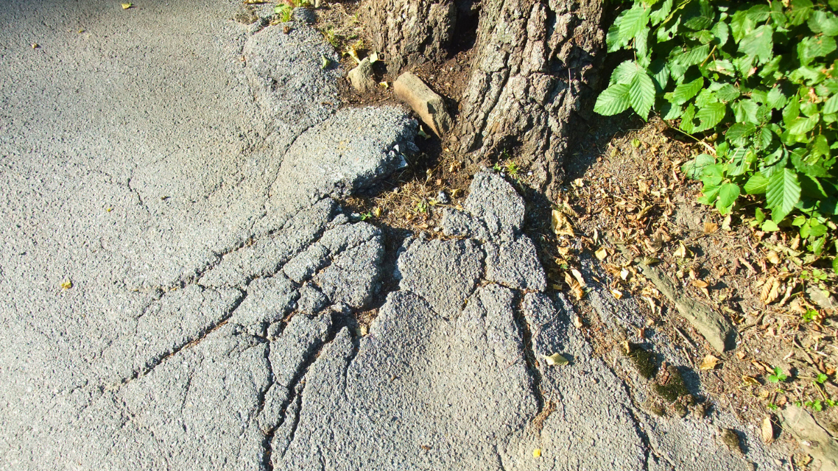 Tree root and branch liability UK: A practical guide for homeowners