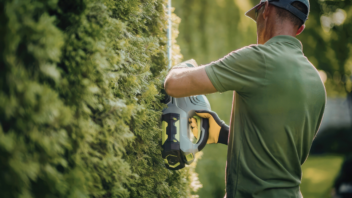 Hedge law UK: Neighbour disputes, height rules & your rights