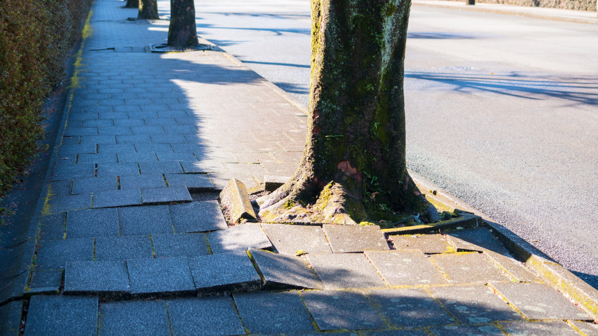 Compensation for tree root damage in England and Wales: Who pays and how to claim