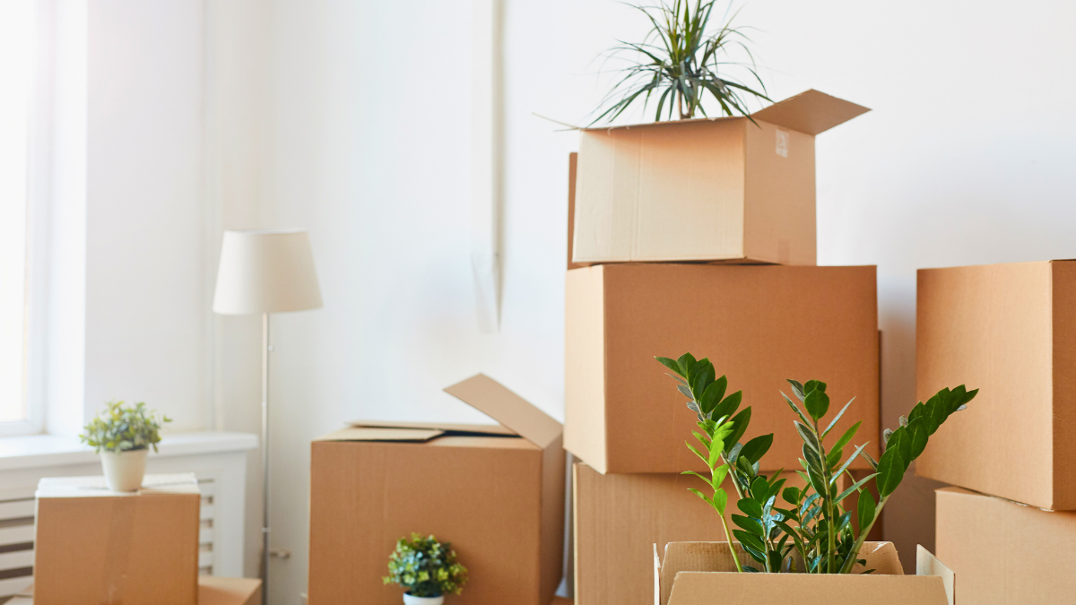 Can a solicitor act for both buyer and seller in conveyancing in England and Wales?