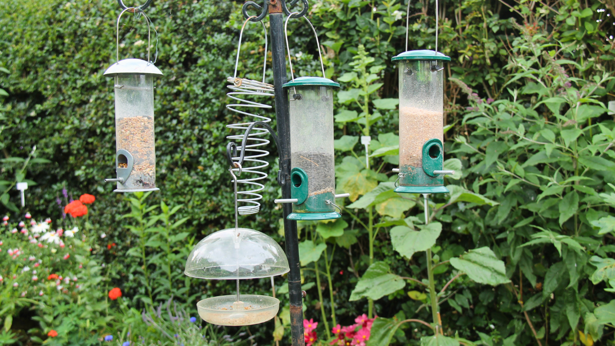Neighbour feeding birds and attracting rats: What can I do?