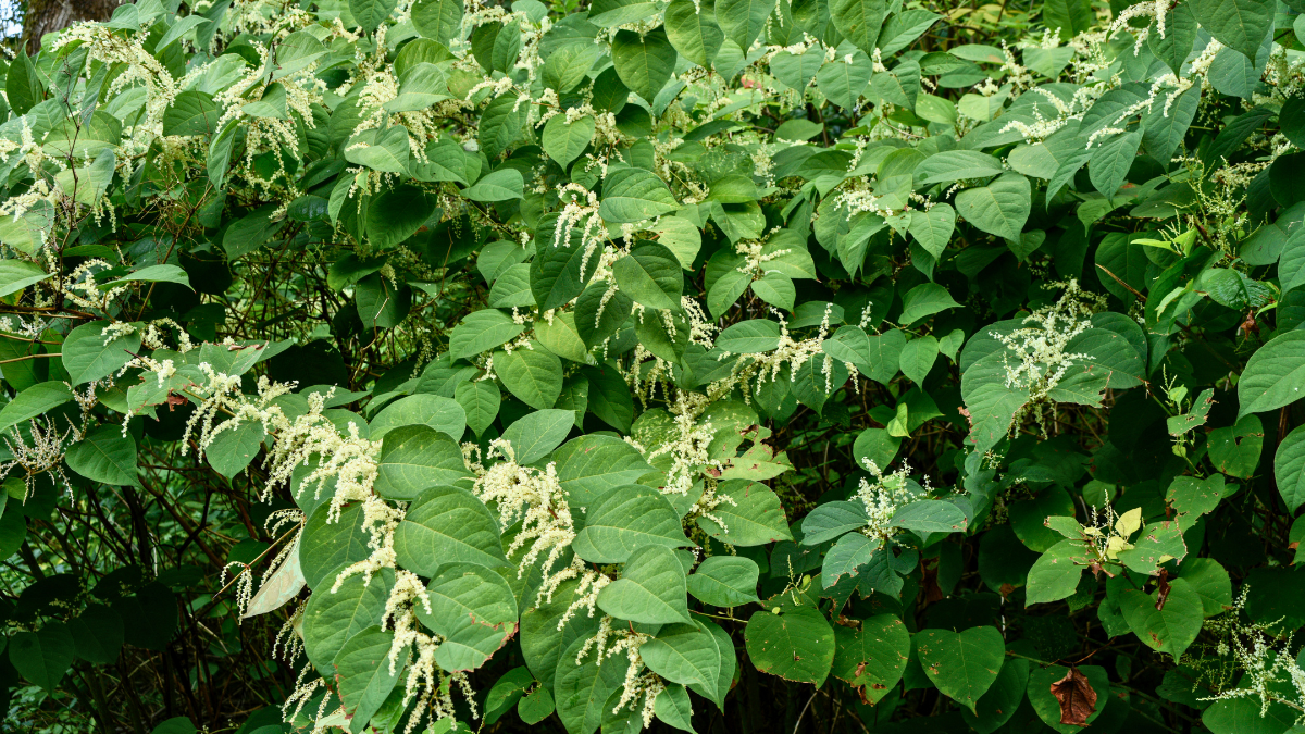 Japanese knotweed spreading from a neighbour’s garden: What can I do?
